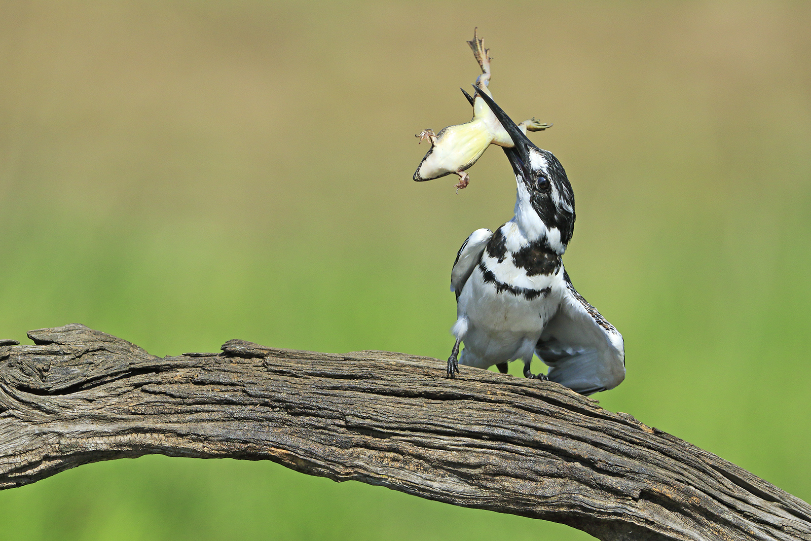 PIED KINGFISHER LIFTS FROG